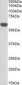 GPI Antibody (N-Terminus)